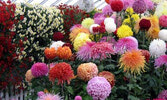 Chrysanthemum Show  в Гамильтоне - это удивительная выставка цветов в оранжерее Gare Park...