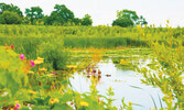 Rouge National Urban Park - самый крупный парк Торонто занимает территорию в 80 квадратных километров вокруг реки Руж...