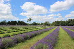 The Terre Bleu Lavender Farm - крупнейшая в Онтарио органическая ферма является домом для 40.000 кустов этого чуда природы. Каждое лето сюда устремляются десятки тысяч гостей. На ферме работает свой магазин, где можно приобрести уникальную косметику, мед, чай, мороженое - все собственного 
изготовления... 
