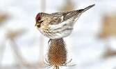 Introduction to Birding - знакомство с птицами в Downsview Park...