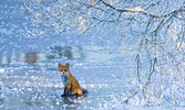  Wildlife Photographer of the Year - cто новых фотографий - сто новых историй, которые вдохновляют замечательной красотой и силой мира природы...