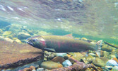 See the Salmon Run