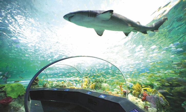 Ночь с акулами, тыквенные парады и музыка для детей 