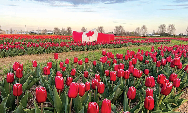 Старинные бутылки, миллион 200 тысяч тюльпанов и вторая жизнь вещей